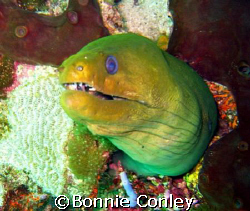 Moray eel seen in Tobago June 2007.  Photo taken with a C... by Bonnie Conley 